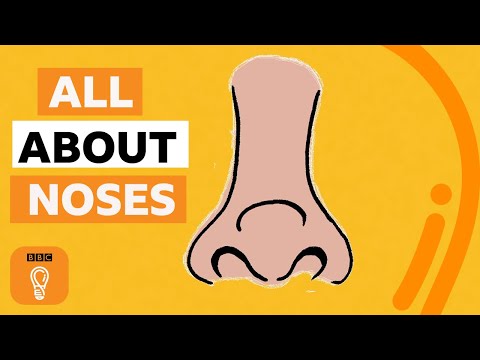 What's the point of noses? | BBC Ideas
