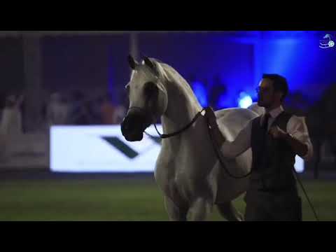 البطل مقبل عذبه في بطولة الإنتاج المحلي2021