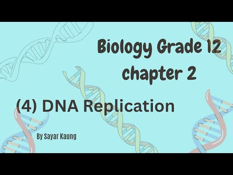Grade 12 biology, DNA replication
