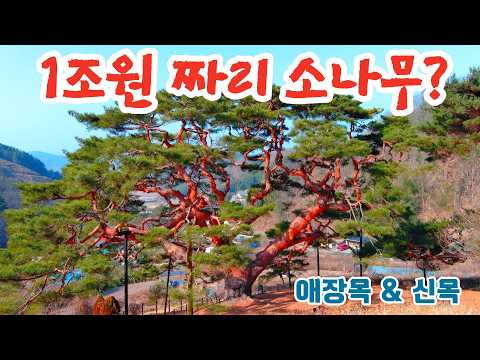 기가막힌 소나무가 드라마에 출연하여 애장목으로 소문이 나면서 신목을 구경하기 위해 많은 사람들이 찾는다는곳