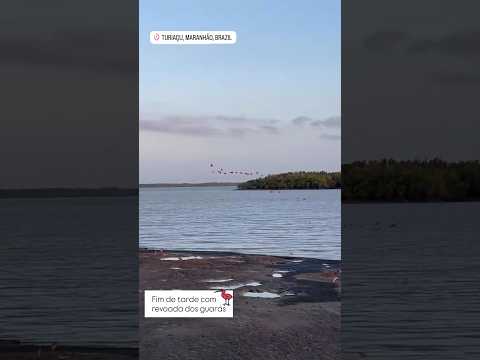 Revoada dos guarás em Turiaçu #turiaçu #maranhão