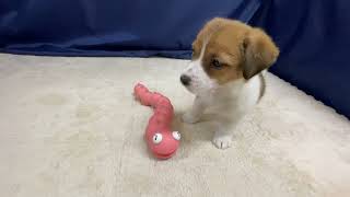 ジャックラッセルテリアの動画01