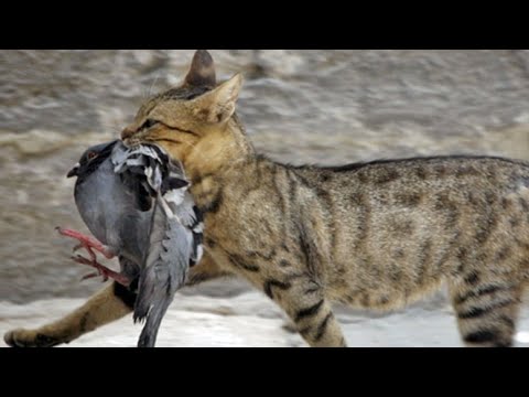 Cat catching a bird || Amazing hunter cat || Cat attack on bird || Cat vs sperrow