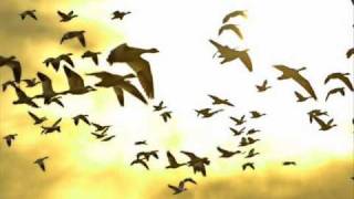 Roberto Cacciapaglia - Mente Radiosa