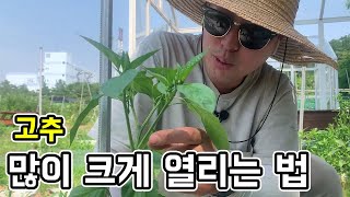고추 많이 열리게 하는 비법 - 서이장의 텃밭가이드 [기초편]│농사직방