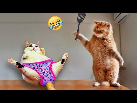 Essayer de ne pas rire meilleurs chiens et chats drôles partie 37