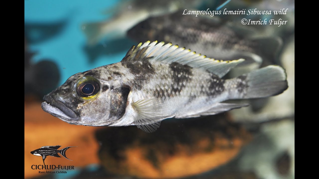 Lamprologus lemairii Sibwesa