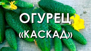 Огурец Каскад Отзывы Фото Огурец Каскад Отзывы Фото