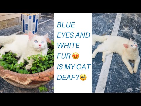 Is my cat deaf ? Deaf test