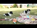 Cavalier King Charles Spaniel dogs for sale: Kipling - Video 1