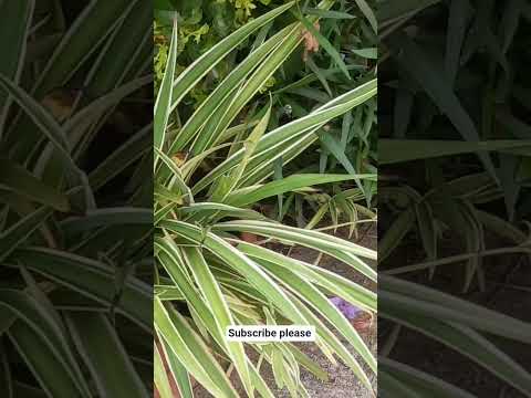 spider plant #gardening #nature