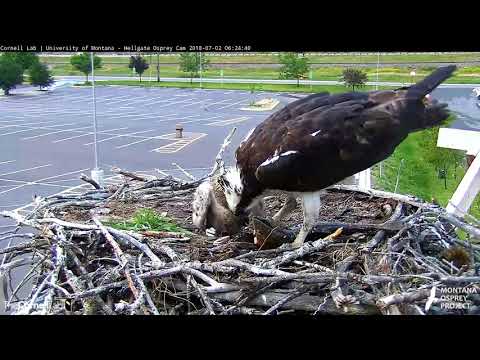 Iris Brings in Early Morning Fish – July 2, 2018