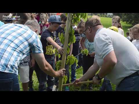 Sajenje dreves pri Sv. Juriju ob Ščavnici