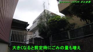 目黒区 アパートの室内が暗いと苦情が寄せられたクロガネモチの剪定と施工費 世田谷区の植木屋 庭木を残し想いを残す 沼山造園 目黒区 アパートの室内が暗いと苦情が寄せられたクロガネモチの剪定と施工費 世田谷区の植木屋 庭木を残し想いを残す 沼山造園