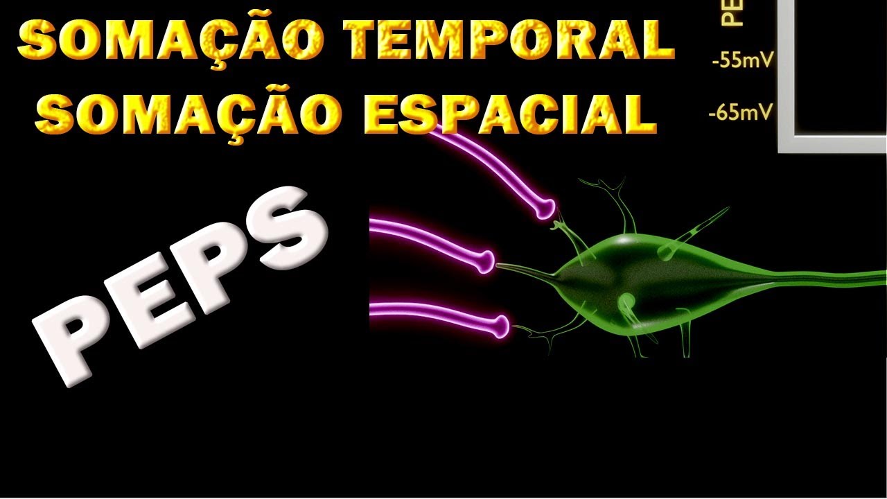 Somação Temporal e Espacial no PEPS - Potencial Excitatório Pós Sináptico