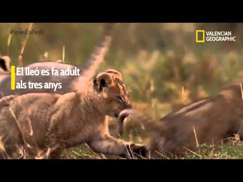 Valencian Geographic #JovesEnPerill