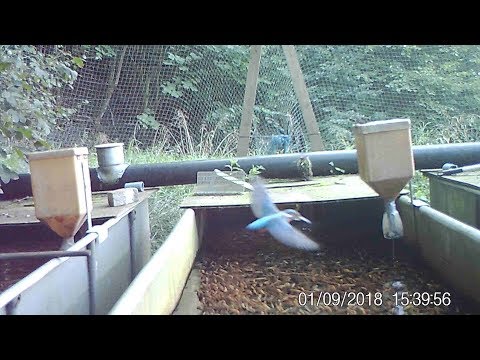 Isfugl stjæler guldørreder / Eisvogel klaut Goldforellen