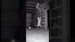 Creature Climbs Tool Rack Above Dog | Pitbull Pulls Entire Rack Down On Top Of It #scary #fyp #dog