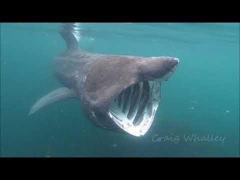 Basking Shark's 2018
