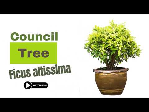 , title : 'Council Tree | Ficus altissima | Types of Ficus Plants'