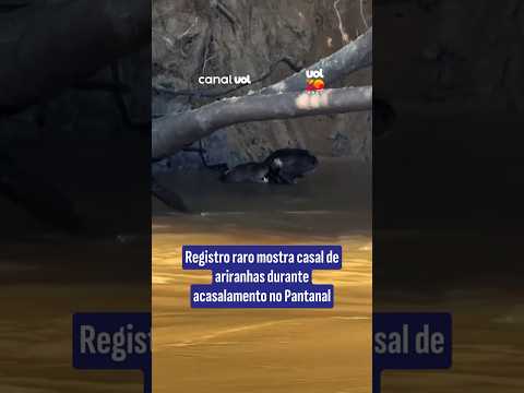 Registro raro mostra casal de ariranhas durante acasalamento no Pantanal