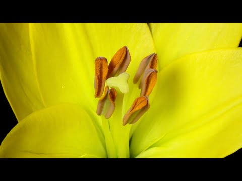 Jethro Heston - My Love (Beautified) - Flowers Blooming