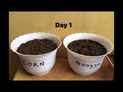 Timelapse Corn and Monggo Growth