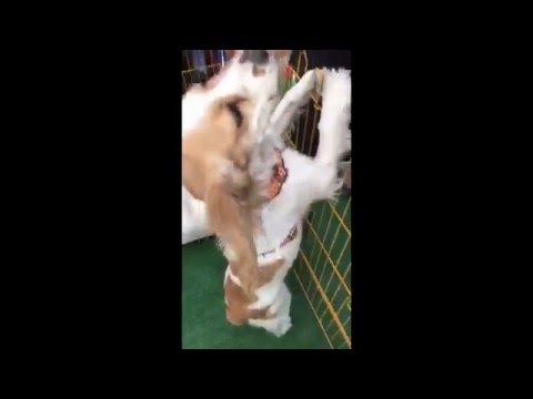 Adopta un perro no lo compres