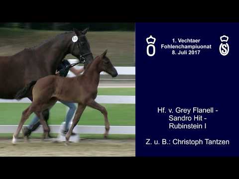 Hf v Grey Flanell x Sandro Hit x Rubinstein I 2017