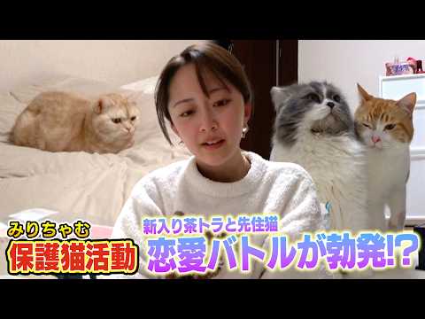 【保護猫活動】みりちゃむ家にやってきた新入り猫たくあんとメンマの関係に変化が!?（嗚呼!!みんなの動物園）