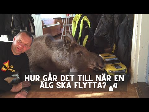 2. Hur går det till när en älg ska flytta?