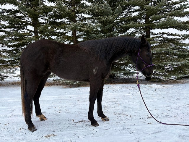Black Tie Journey - 2023 registered black AQHA Appendix mare | Horses ...