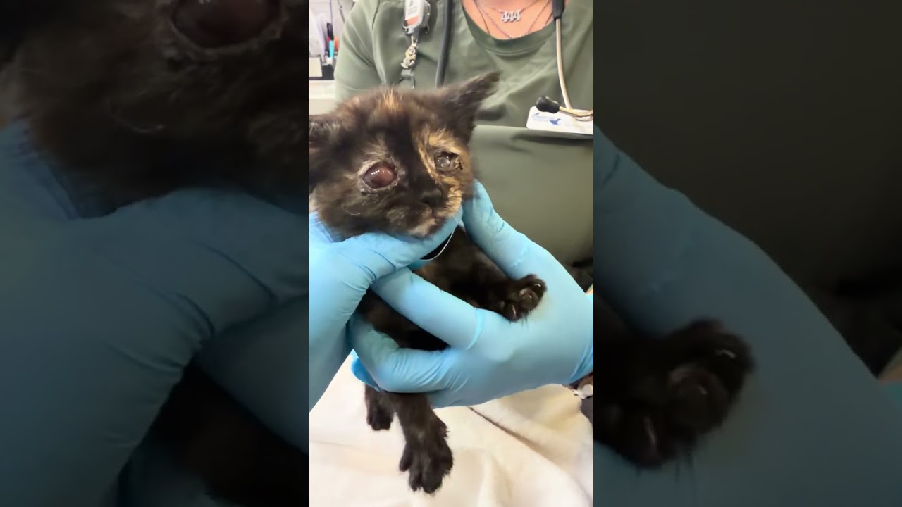 These 5 Newborn Kittens video