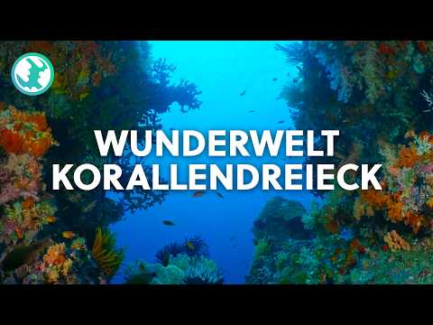 1,5 Stunden Unglaubliches Korallenriff | Doku zum Einschlafen