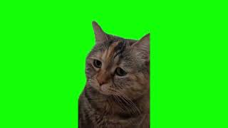 Sad cat meowing green screen