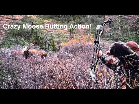 Moose Hunting