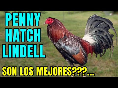 PENNY HATCH LINDELL.... WILL THEY BE THE BEST???