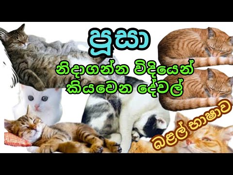 පූසන් ගැන මේ ටික දැනගෙන හිටියද ? | Unknown facts about cats | පූසා ගැන විස්තර | sri lanka animals