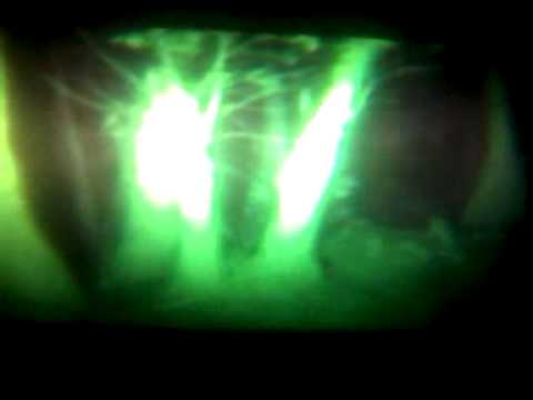 Real life swamp monster scream