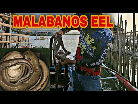 38 Kilos ng Malabanos Eel?? sa Longline Fishing o (KITANG) Occ. Mindoro, Country Side - EP50