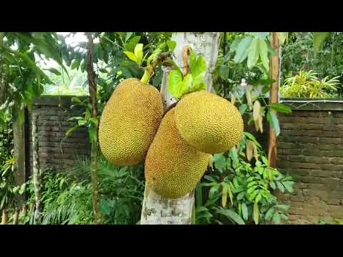 Ludhi Garden 2024 - 1 - Mathiura - Beanibazar - Commentary by Abdul Alim Ludhi