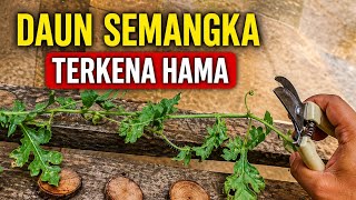 Download lagu WHAT HAPPENS IF WATERMELON LEAVES ARE AFFECTED BY PESTS mp3