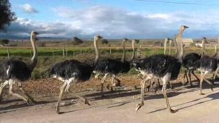 preview picture of video 'Herding Ostriches in South Africa'