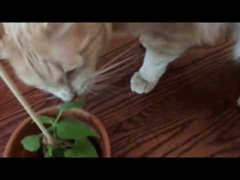 Cat Attacks plant!!!