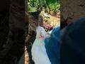 Cats Kissing Tongue Kiss Foyoupage Catshorts Youtubeshorts Viral Tiktok Funny Love Fyp
