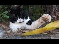 Old Tuxedo Cat Playing With Me