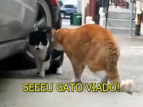 Os gato prova kkkkkkkkkkkk
