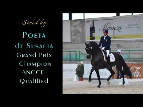 2021 Stunning Bay P.R.E. Colt by Champion Poeta de Susaeta