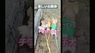 チワワ三つ子犬🐕️🩷#犬のいる暮らし #チワワ三つ子犬 #愛犬 #犬好きさんと繋がりたい #犬のいる生活
