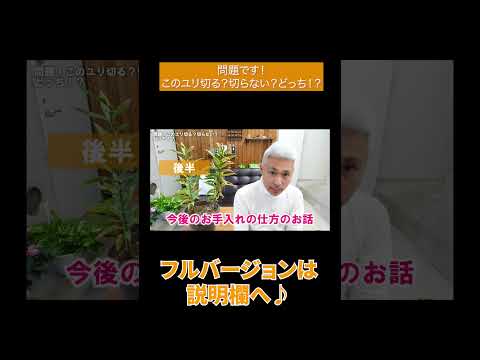 青いヤシのユリ 植物